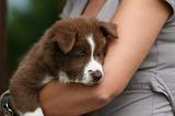 ADULTE ET CHIEN 309